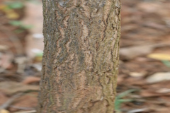 Sesbania grandiflora